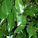 Ficus