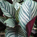 Peacock Plant
