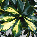 Schefflera 'Gold Capella'