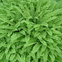 Maidenhair Fern
