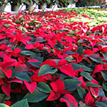 Poinsettias