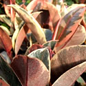 Ruby Red Ficus