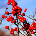 Winterberry