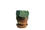 Boxwood Tree