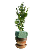 Boxwood Tree