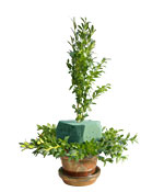 Boxwood Tree