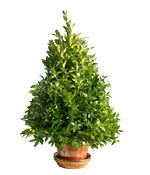 Boxwood Tree