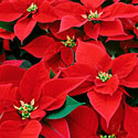 Poinsettias