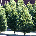 Christmas Trees
