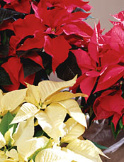 Poinsettias