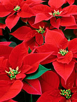 Poinsettias