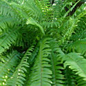 Boston Fern