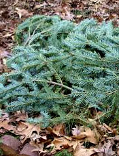 Christmas tree boughs