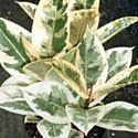 Sylvie Ficus