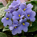 African Violet