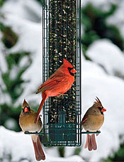 Bird feeder