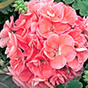 Geranium
