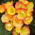 Begonias