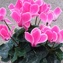 Cyclamen