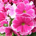 Primrose