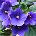 African Violet