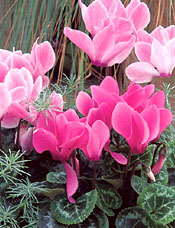 Cyclamen