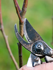 Winter pruning