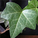 English Ivy