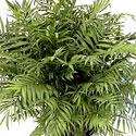 Parlor Palm