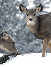 Deer