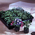 Jiffy greenhouse