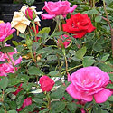 Mini Roses