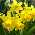 Mini Daffodils