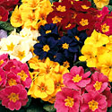 Primrose