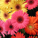 Gerbera Daisies