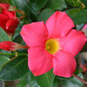 Dipladenia