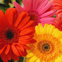 Gerbera Daisies