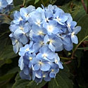 Indoor Hydrangea