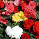 Nonstop Begonias