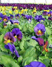 Pansies