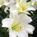 Easter Lilies