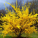 Forsythia