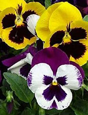 Pansies