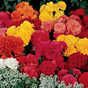 Nonstop Begonias