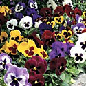 Pansies