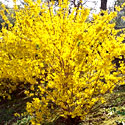 Forsythia