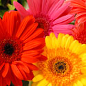 Gerbera Daisies