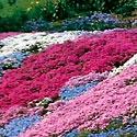 Creeping Phlox