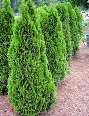Arborvitaes used as a screen