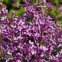 Bloomerang Lilac
